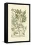 Garden Varietals II-Johann Wilhelm Weinmann-Framed Stretched Canvas