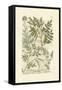 Garden Varietals II-Johann Wilhelm Weinmann-Framed Stretched Canvas