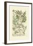 Garden Varietals II-Johann Wilhelm Weinmann-Framed Art Print