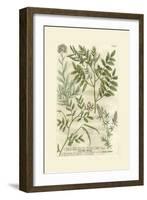 Garden Varietals II-Johann Wilhelm Weinmann-Framed Art Print