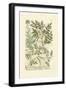 Garden Varietals II-Johann Wilhelm Weinmann-Framed Art Print