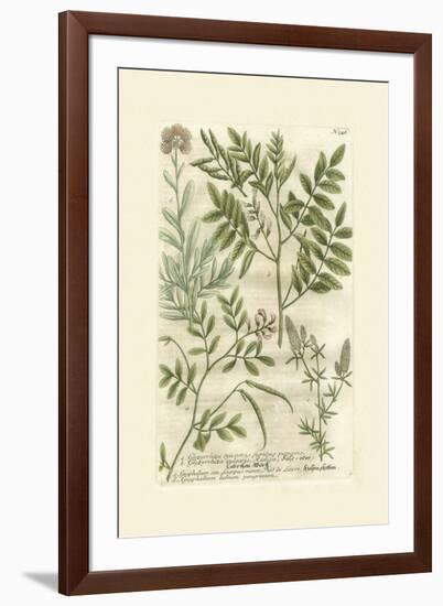 Garden Varietals II-Johann Wilhelm Weinmann-Framed Art Print