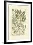 Garden Varietals II-Johann Wilhelm Weinmann-Framed Art Print