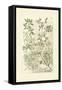 Garden Varietals IV-Johann Wilhelm Weinmann-Framed Stretched Canvas