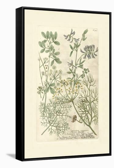 Garden Varietals IV-Johann Wilhelm Weinmann-Framed Stretched Canvas