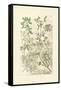 Garden Varietals IV-Johann Wilhelm Weinmann-Framed Stretched Canvas