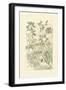 Garden Varietals IV-Johann Wilhelm Weinmann-Framed Premium Giclee Print