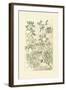 Garden Varietals IV-Johann Wilhelm Weinmann-Framed Art Print