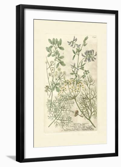 Garden Varietals IV-Johann Wilhelm Weinmann-Framed Art Print