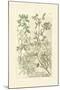Garden Varietals IV-Johann Wilhelm Weinmann-Mounted Art Print