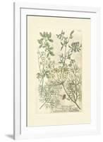 Garden Varietals IV-Johann Wilhelm Weinmann-Framed Art Print