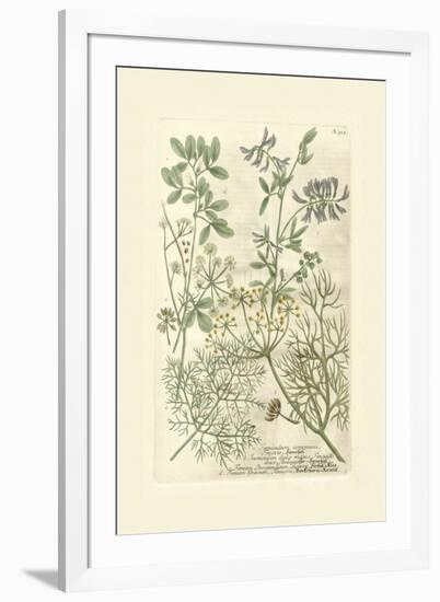 Garden Varietals IV-Johann Wilhelm Weinmann-Framed Art Print