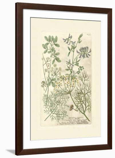 Garden Varietals IV-Johann Wilhelm Weinmann-Framed Art Print