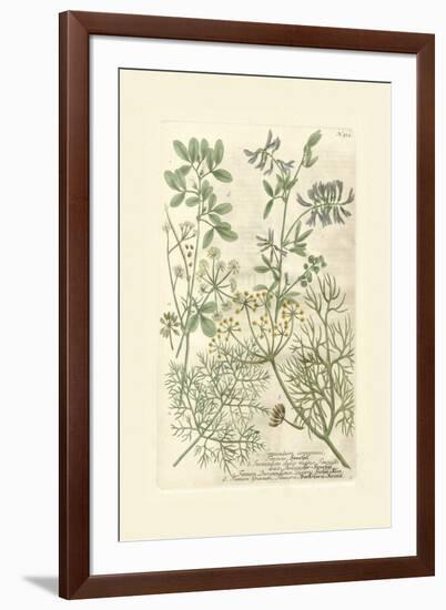 Garden Varietals IV-Johann Wilhelm Weinmann-Framed Art Print