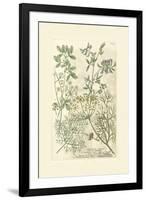 Garden Varietals IV-Johann Wilhelm Weinmann-Framed Art Print