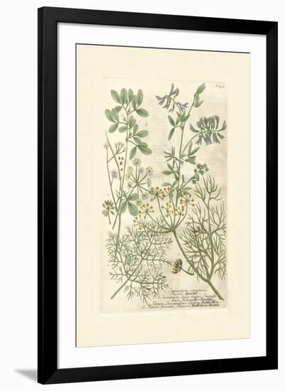 Garden Varietals IV-Johann Wilhelm Weinmann-Framed Art Print