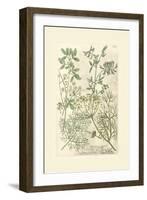 Garden Varietals IV-Johann Wilhelm Weinmann-Framed Art Print