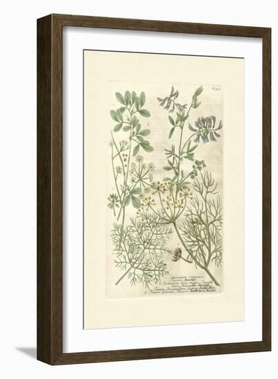 Garden Varietals IV-Johann Wilhelm Weinmann-Framed Art Print