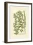 Garden Varietals V-Johann Wilhelm Weinmann-Framed Art Print