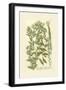 Garden Varietals V-Johann Wilhelm Weinmann-Framed Art Print