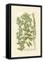 Garden Varietals V-Johann Wilhelm Weinmann-Framed Stretched Canvas