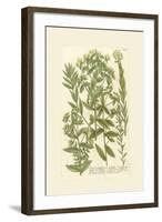 Garden Varietals V-Johann Wilhelm Weinmann-Framed Art Print