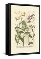 Garden Varietals VI-Johann Wilhelm Weinmann-Framed Stretched Canvas