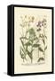 Garden Varietals VI-Johann Wilhelm Weinmann-Framed Stretched Canvas