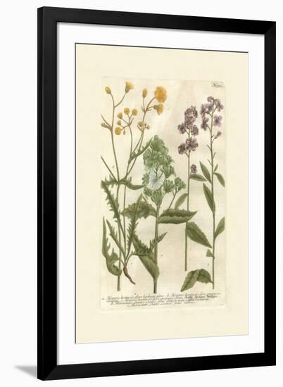 Garden Varietals VI-Johann Wilhelm Weinmann-Framed Art Print