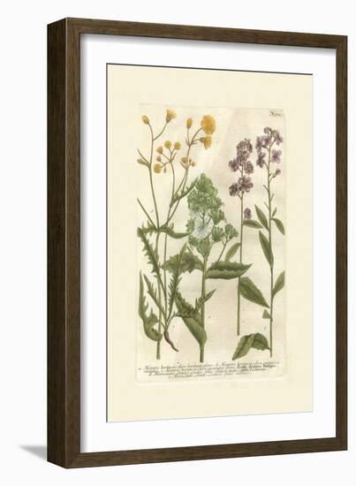 Garden Varietals VI-Johann Wilhelm Weinmann-Framed Art Print