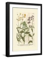 Garden Varietals VI-Johann Wilhelm Weinmann-Framed Art Print