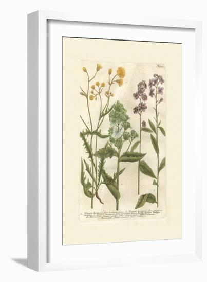 Garden Varietals VI-Johann Wilhelm Weinmann-Framed Art Print