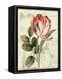 Garden View II-Lisa Audit-Framed Stretched Canvas