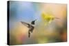 Garden Visitor-Jai Johnson-Stretched Canvas