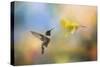 Garden Visitor-Jai Johnson-Stretched Canvas