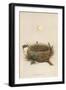 Garden Warbler Egg and Nest-null-Framed Art Print