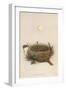 Garden Warbler Egg and Nest-null-Framed Art Print