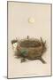 Garden Warbler Egg and Nest-null-Mounted Art Print