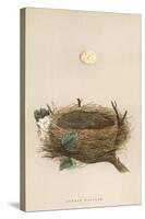 Garden Warbler Egg and Nest-null-Stretched Canvas