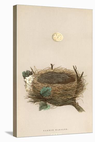 Garden Warbler Egg and Nest-null-Stretched Canvas