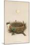 Garden Warbler Egg and Nest-null-Mounted Art Print