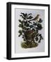 Garden Warbler (Sylvia Hortensis)-null-Framed Giclee Print