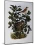 Garden Warbler (Sylvia Hortensis)-null-Mounted Giclee Print