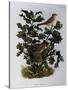 Garden Warbler (Sylvia Hortensis)-null-Stretched Canvas