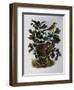 Garden Warbler (Sylvia Hortensis)-null-Framed Giclee Print