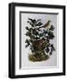Garden Warbler (Sylvia Hortensis)-null-Framed Giclee Print
