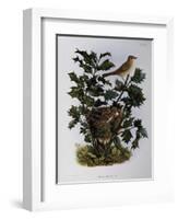 Garden Warbler (Sylvia Hortensis)-null-Framed Giclee Print