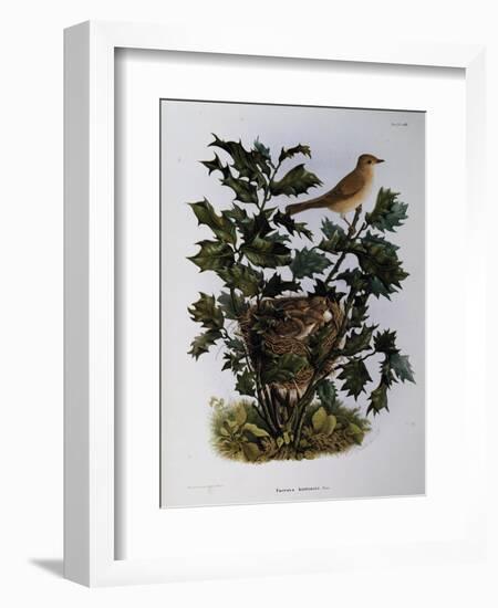 Garden Warbler (Sylvia Hortensis)-null-Framed Giclee Print