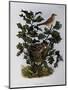Garden Warbler (Sylvia Hortensis)-null-Mounted Giclee Print