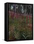 Garden with Foxgloves-Eug?ne Boudin-Framed Stretched Canvas